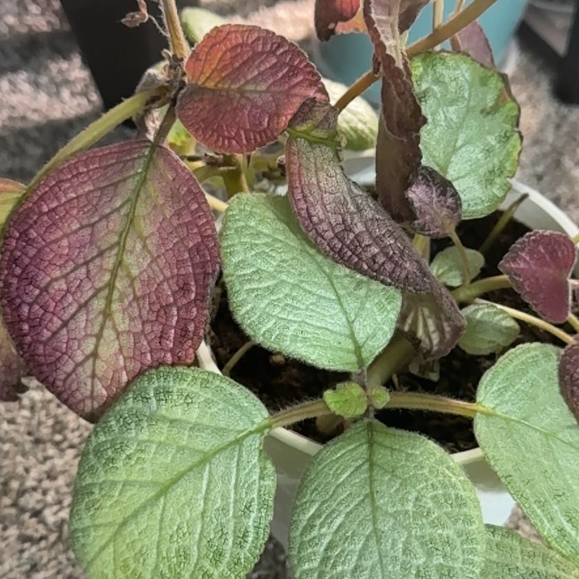 Photo of the plant species Flame Violet by @Plantladysugar named Ruby on Greg, the plant care app