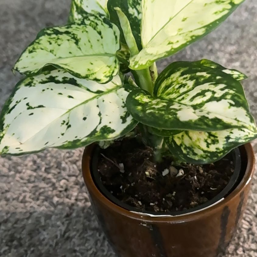 Photo of the plant species First Diamond by @Plantladysugar named Winter on Greg, the plant care app