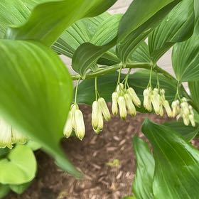 Photo of the plant species Common Solomon's Seal by @DearLychee73 named Sage on Greg, the plant care app