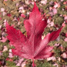 Photo of the plant species Silver Maple by @DearLychee73 named Sherlock on Greg, the plant care app