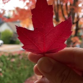 Photo of the plant species Silver Maple by @DearLychee73 named Xena on Greg, the plant care app