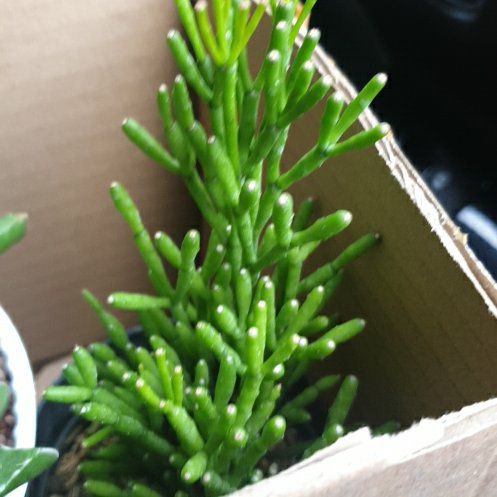 Photo of the plant species Leafless Spurge by @KeenMistystar96 named Messi on Greg, the plant care app