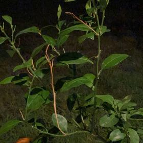 Photo of the plant species Washington Naval Orange by @ElatedFeijoa2 named James Dean on Greg, the plant care app