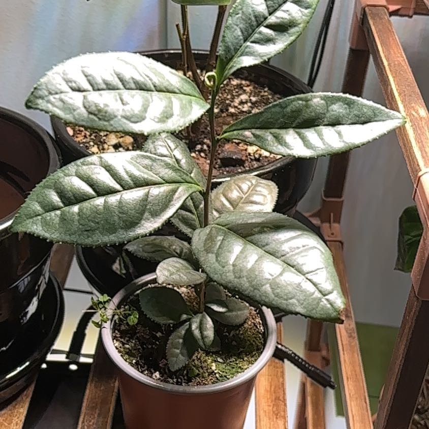 Photo of the plant species Tea by @FunnyBahiagrass named Athena on Greg, the plant care app