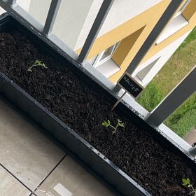 Photo of the plant species Tomato by @UberMeyerlemon named Maskotka on Greg, the plant care app