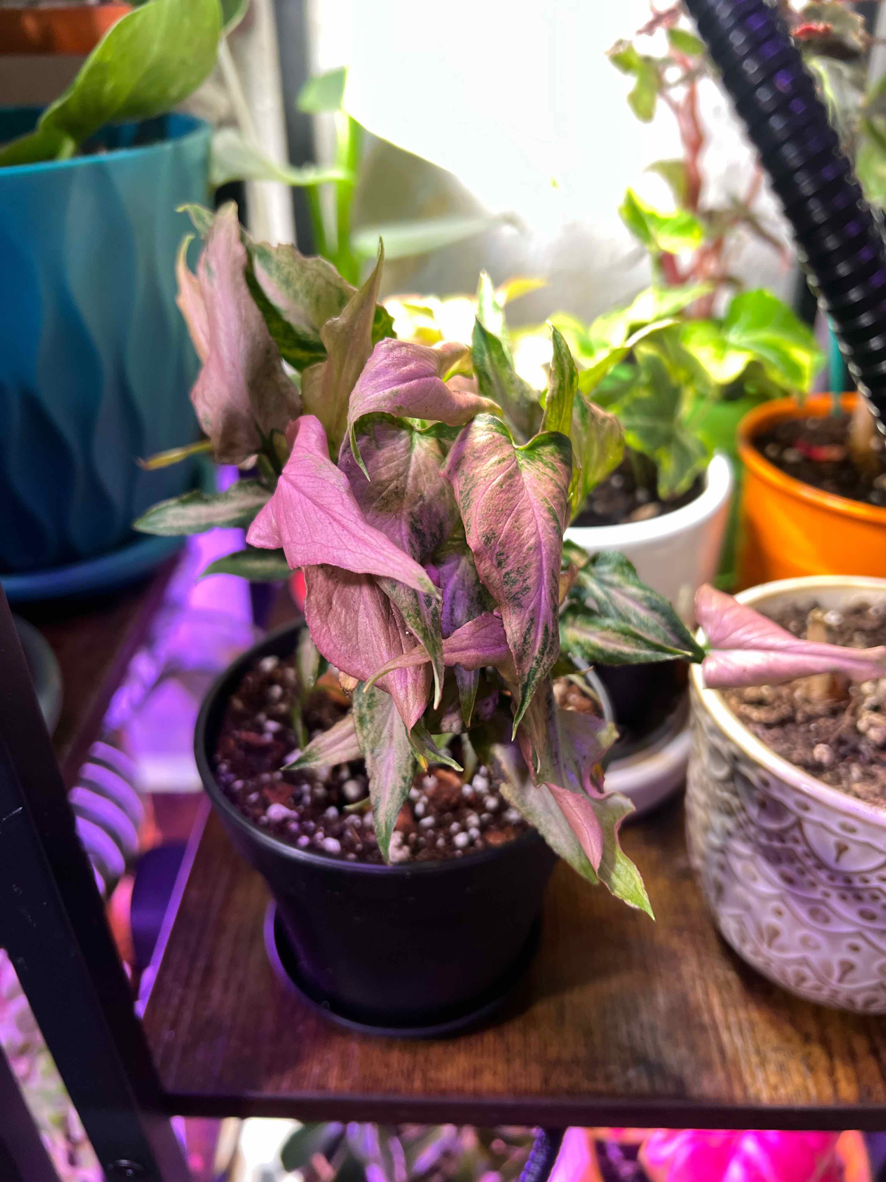 Photo of the plant species Mickey Arrowhead Plant by @Mandolin named Lance Bass on Greg, the plant care app