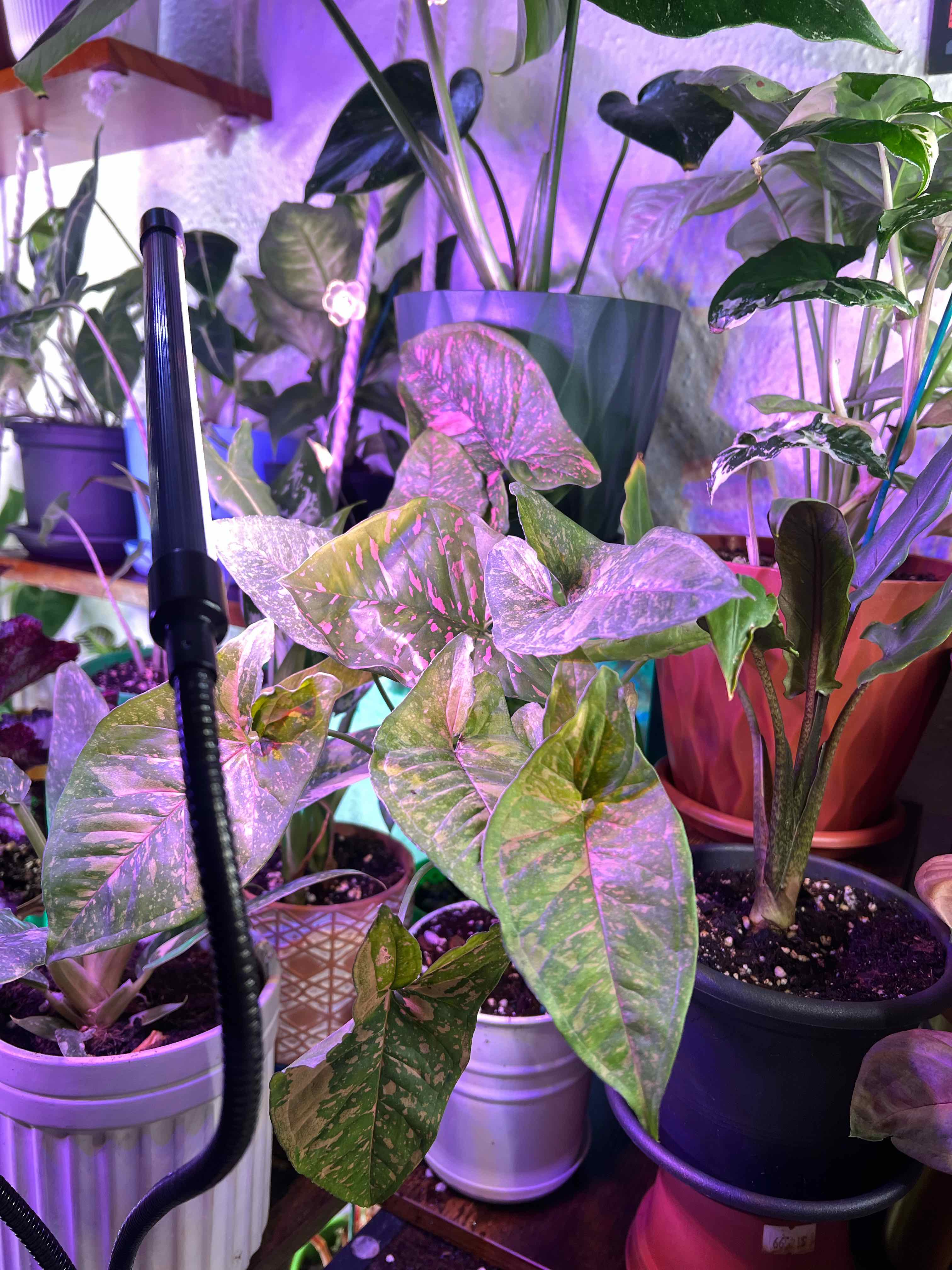 Photo of the plant species Syngonium Pink Allision by @Mandolin named Shirley Manson on Greg, the plant care app