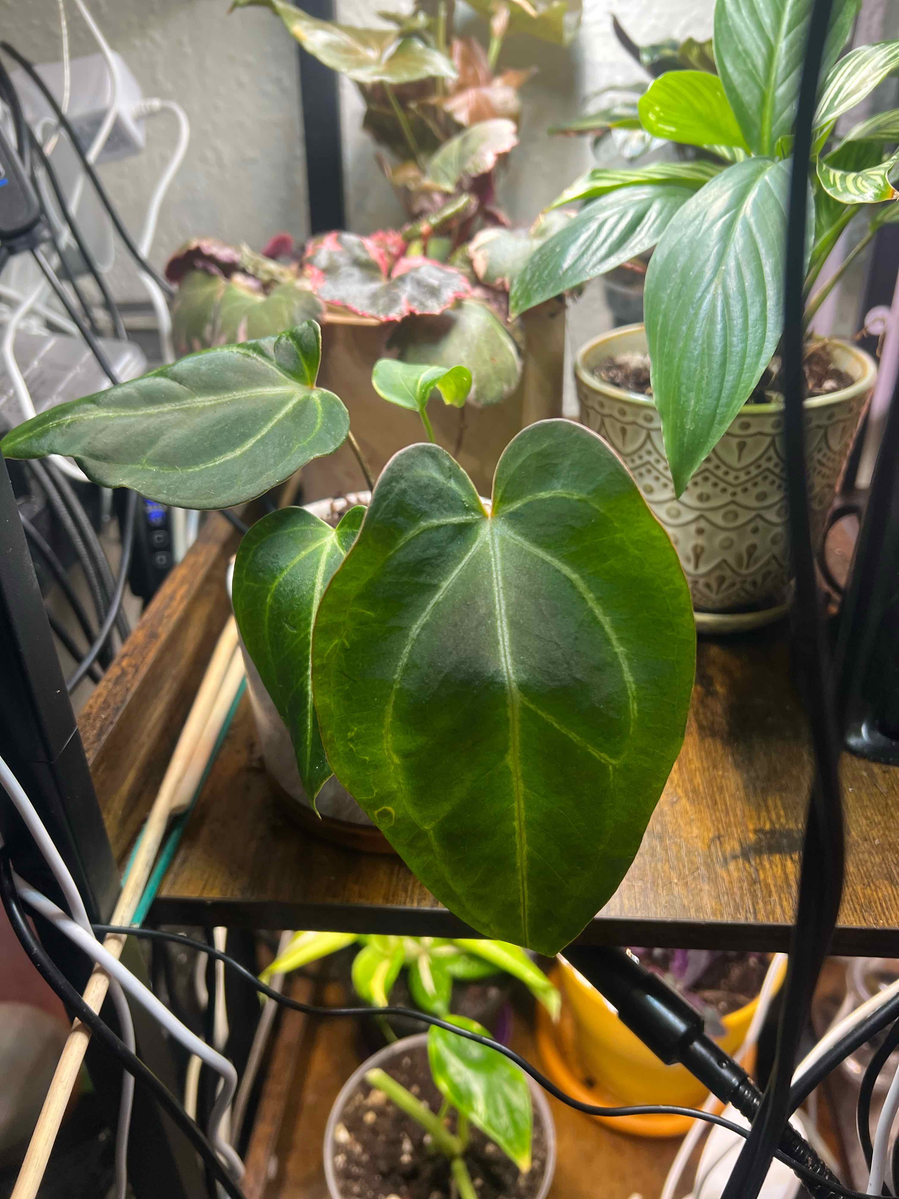Photo of the plant species Anthurium hybrid by @Mandolin named Molly Ringwald on Greg, the plant care app