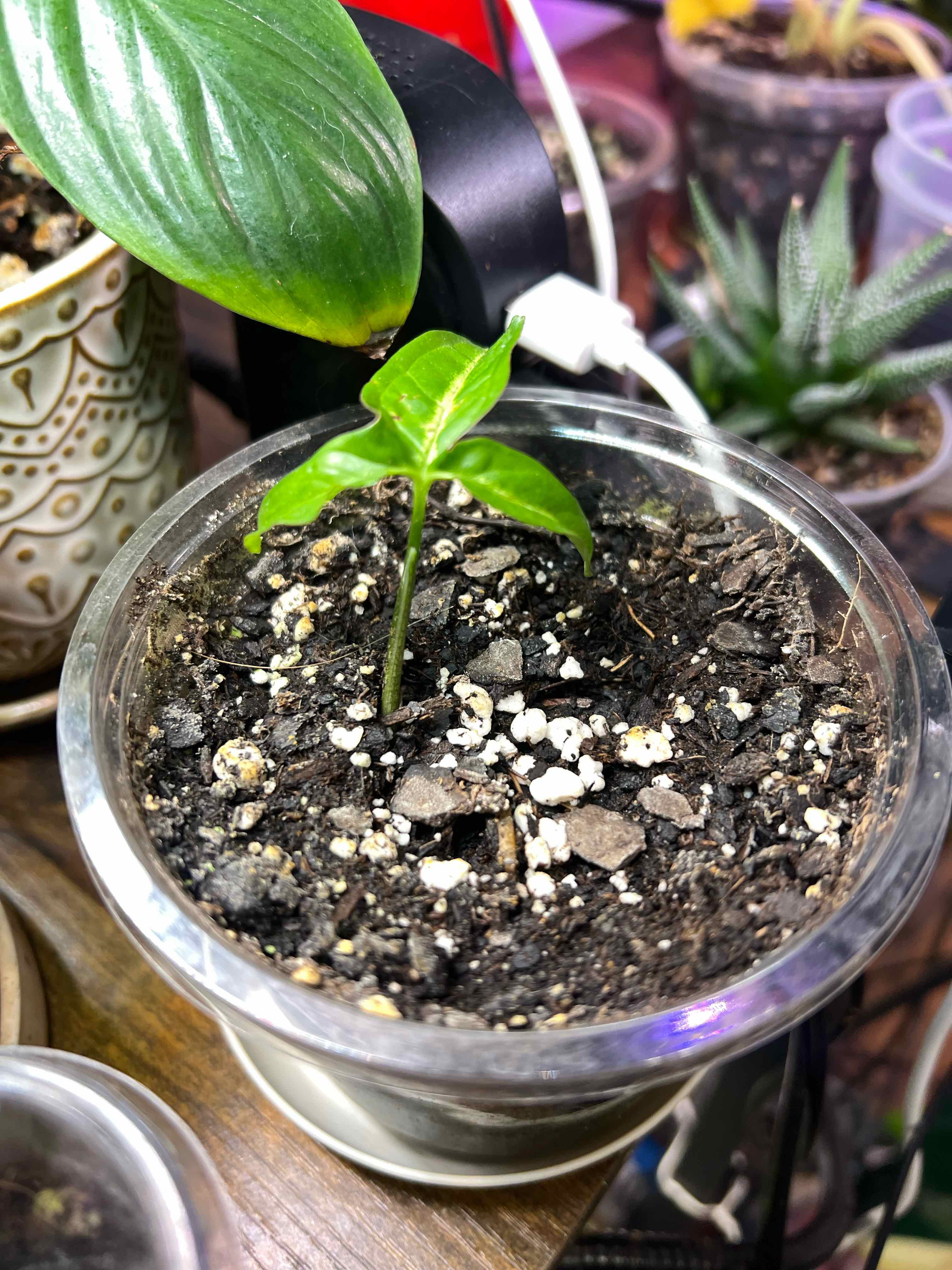 Photo of the plant species little star syngonuim by @Mandolin named Denzel Curry on Greg, the plant care app