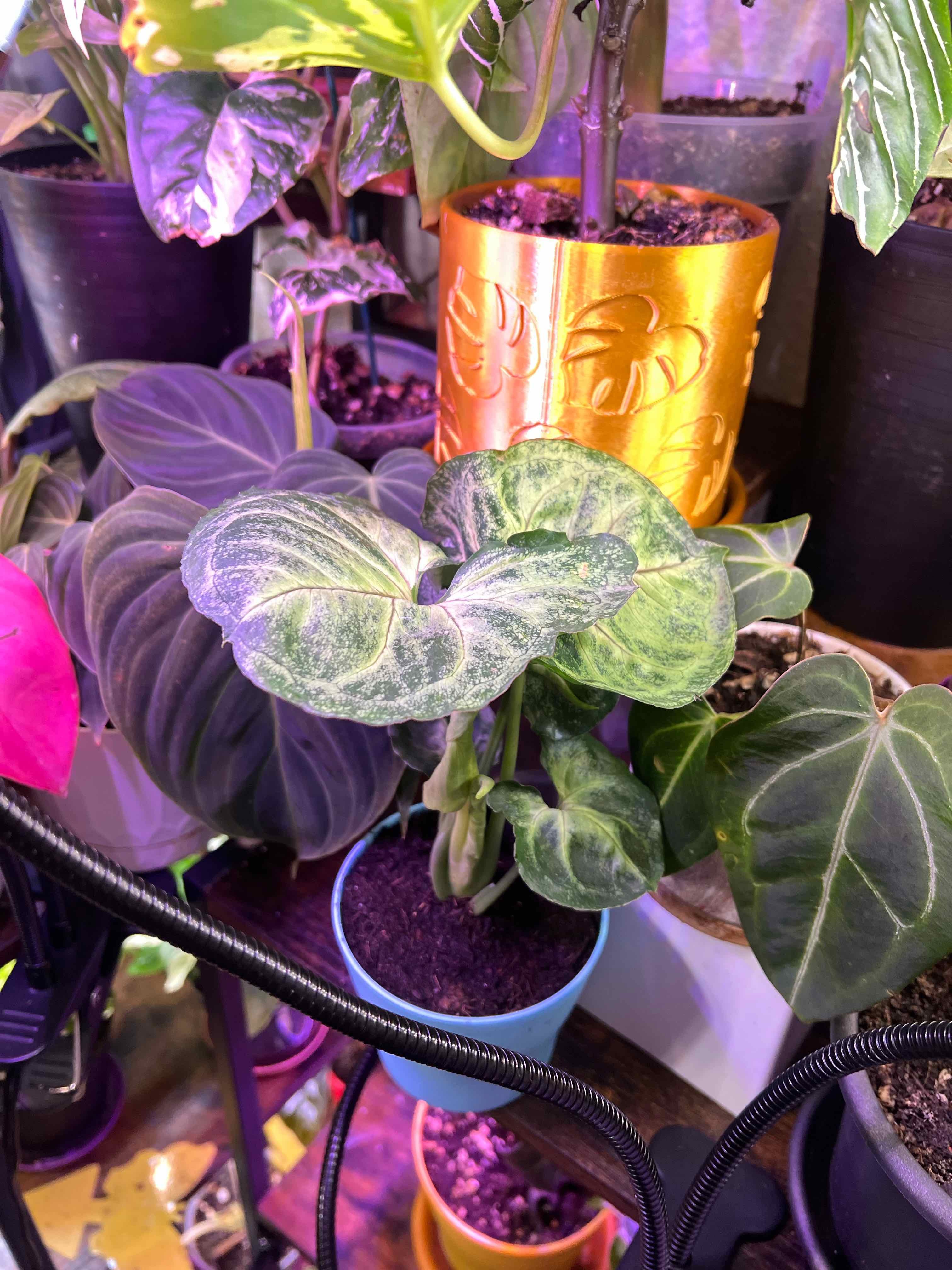 Photo of the plant species Roxana Arrowhead Plant by @Mandolin named Ben Stiller on Greg, the plant care app