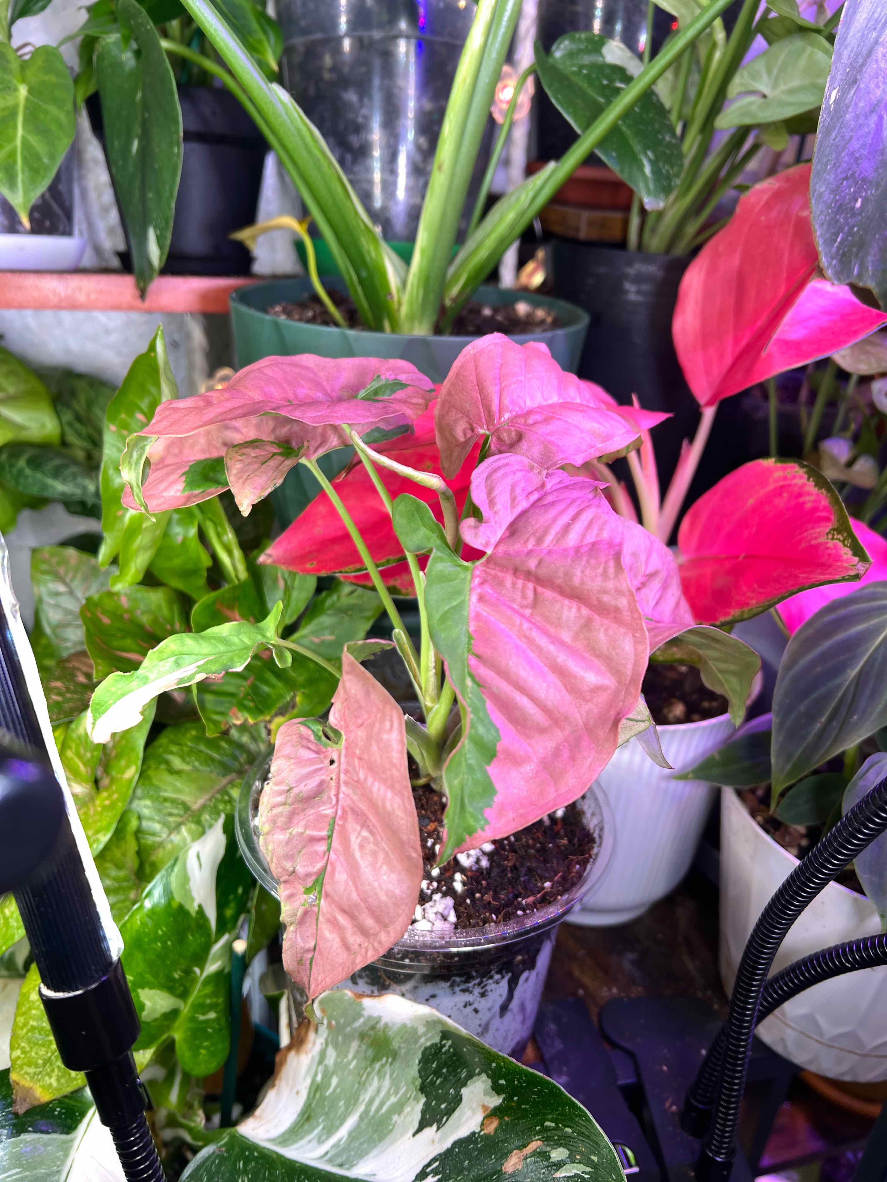 Photo of the plant species Syngonium Pink Lava by @Mandolin named Stevie Nicks on Greg, the plant care app