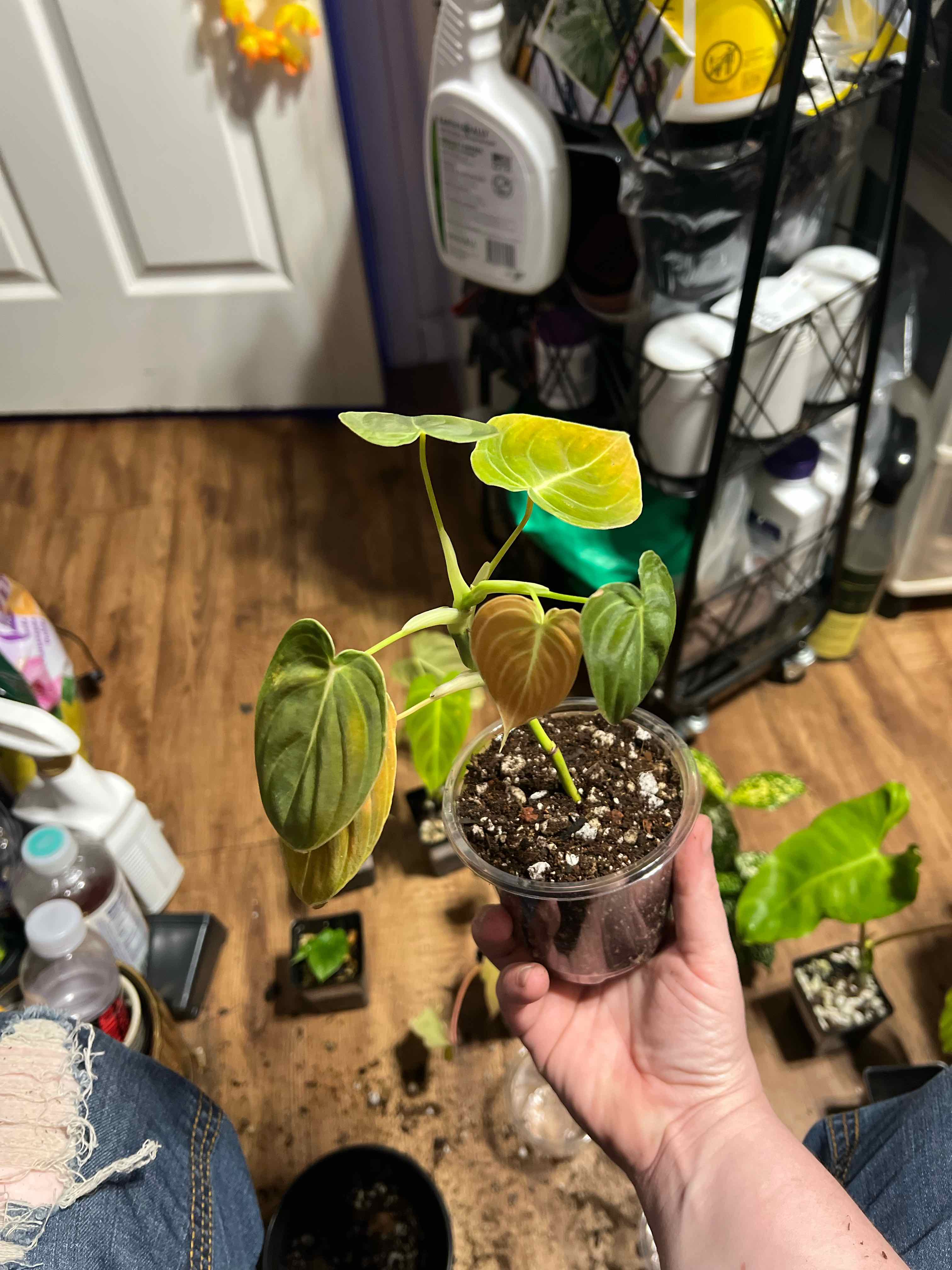 Photo of the plant species Black-gold Philodendron by @Mandolin named Kurt Cobain on Greg, the plant care app