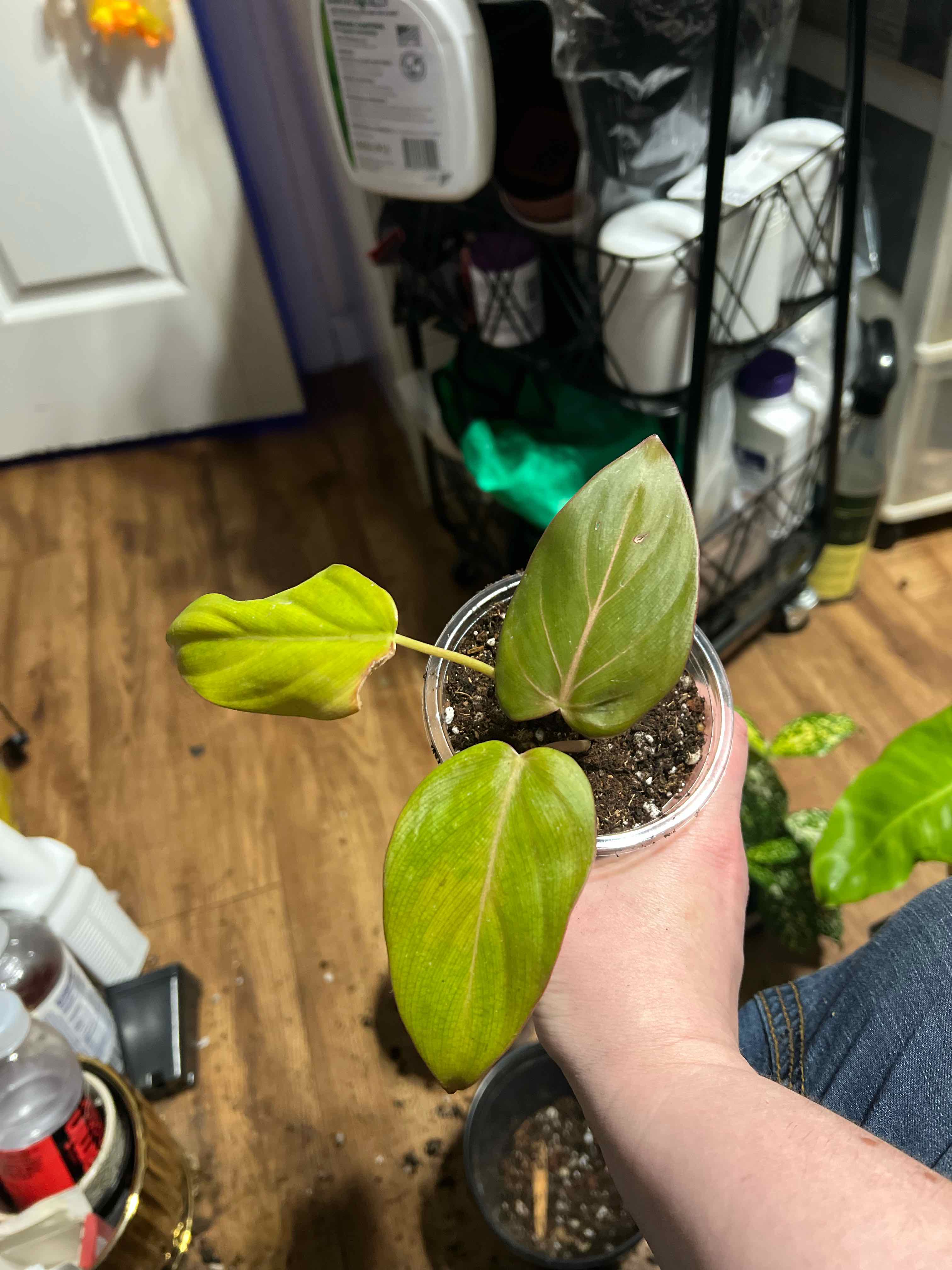 Photo of the plant species Philo Summer Glory by @Mandolin named Bill Burr on Greg, the plant care app