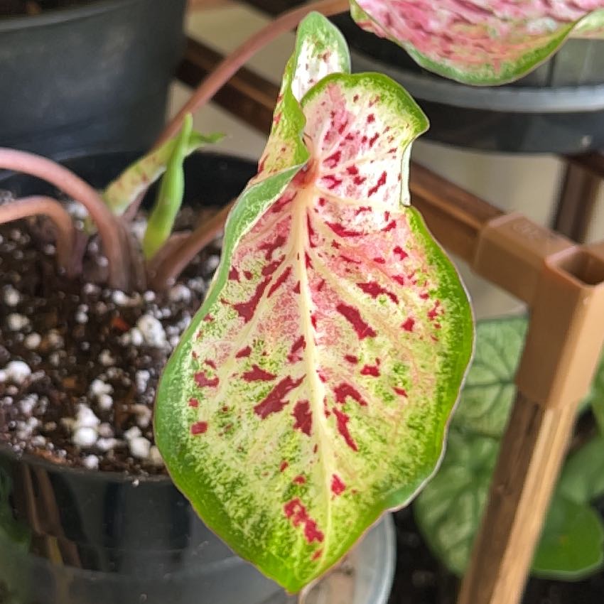 Photo of the plant species Strawberry Star Caladium by @Mandolin named Betty White on Greg, the plant care app