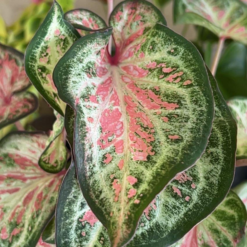 Photo of the plant species Caladium 'Sorbet' by @Mandolin named Cindy Crawford on Greg, the plant care app