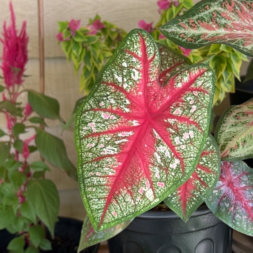 Photo of the plant species Fiesta Caladium by @Mandolin named Ginger Spice on Greg, the plant care app