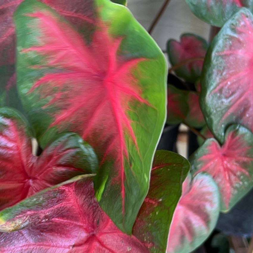 Photo of the plant species Brandywine Caladium by @Mandolin named Posh Spice on Greg, the plant care app