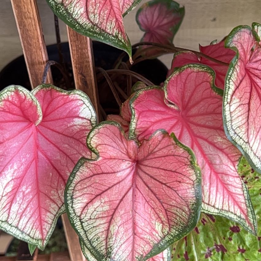 Photo of the plant species Angel Wings by @Mandolin named Stevie Nicks on Greg, the plant care app