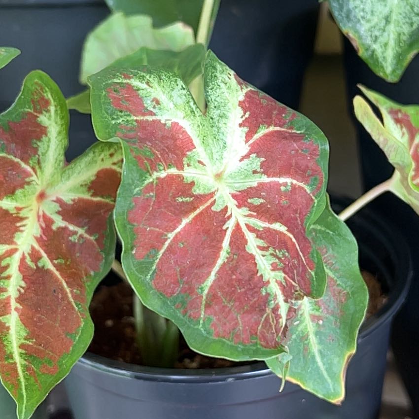 Photo of the plant species Cherry Tart Caladium by @Mandolin named Scary Spice on Greg, the plant care app