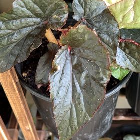 Photo of the plant species Begonia 'Black Magic' by @Mandolin named Elvira on Greg, the plant care app