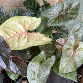 Photo of the plant species Syngonium 'Pink Spot' by @Mandolin named Olivia Newton John on Greg, the plant care app