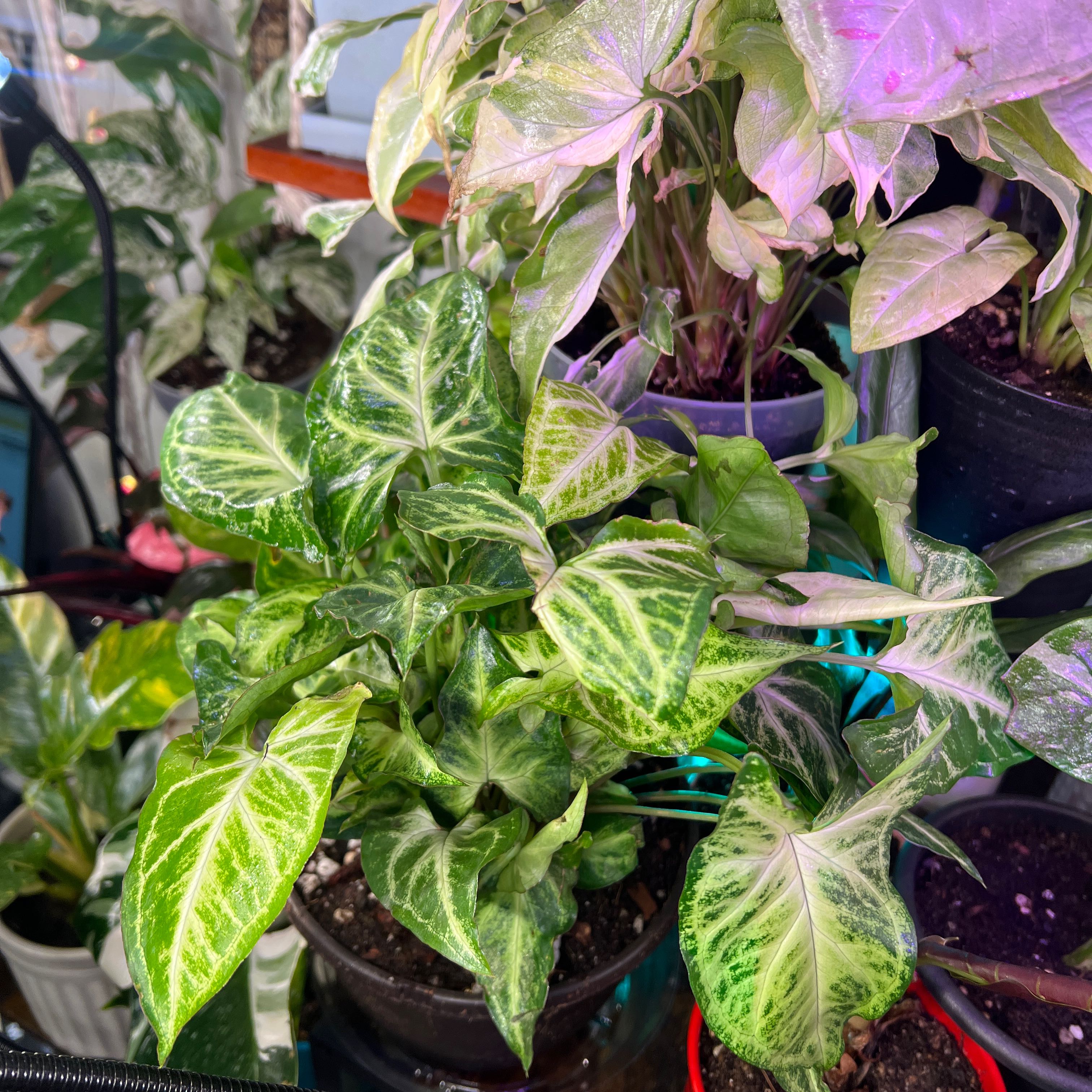 Photo of the plant species Syngonium Glo Go by @Mandolin named Kylie Kelce on Greg, the plant care app