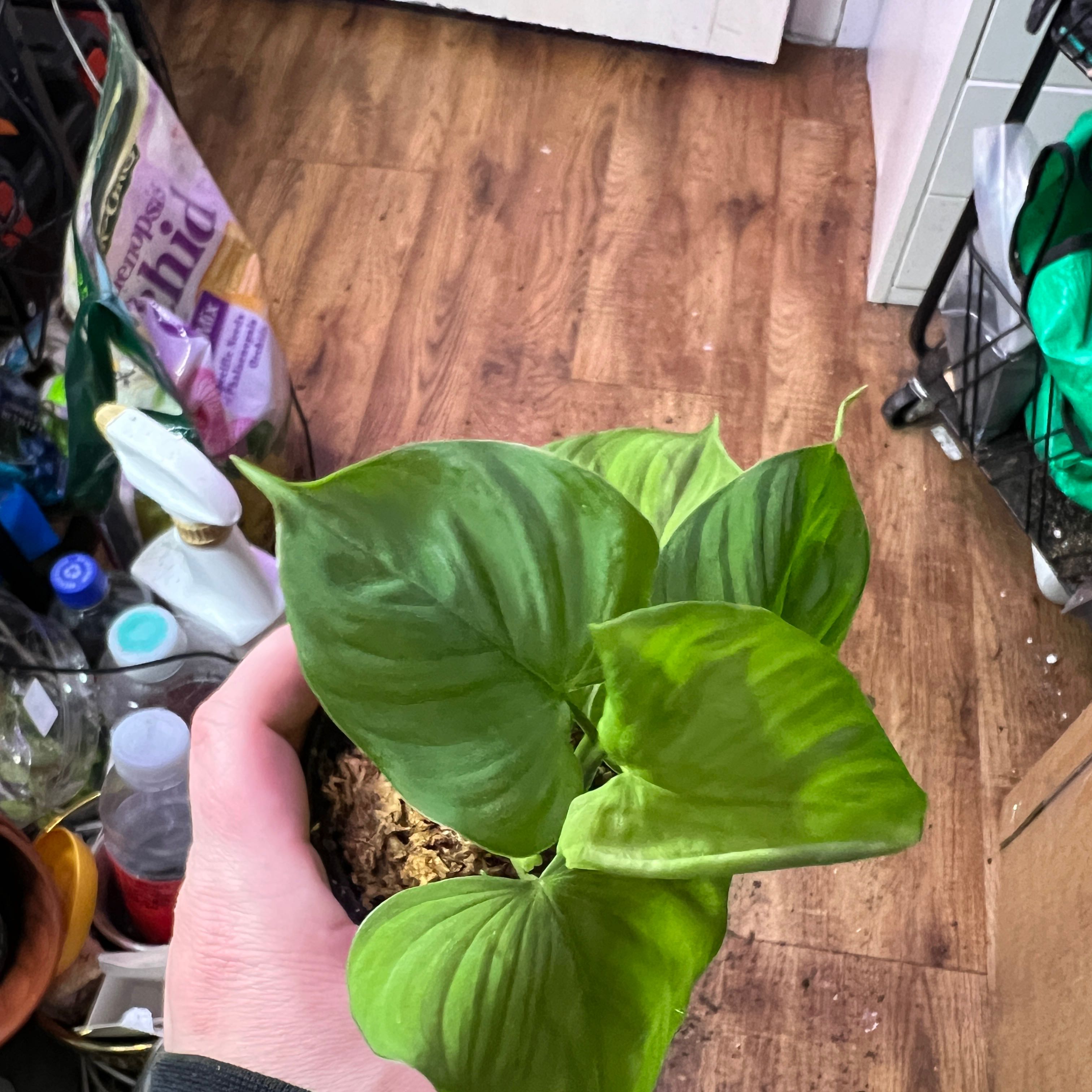 Photo of the plant species philodendron peru by @Mandolin named John Stamos on Greg, the plant care app