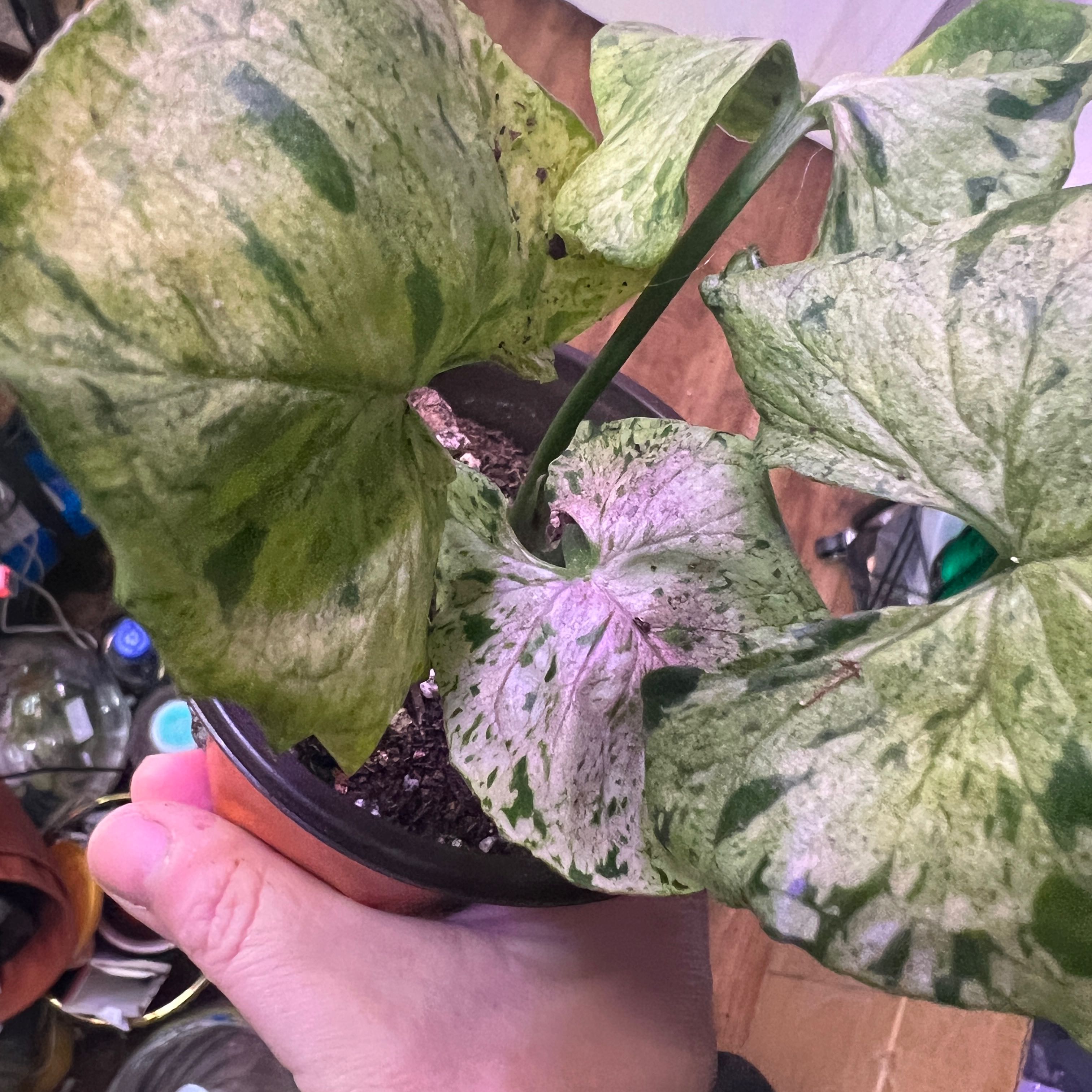 Photo of the plant species syngonium green splash by @Mandolin named Selma Hayek on Greg, the plant care app