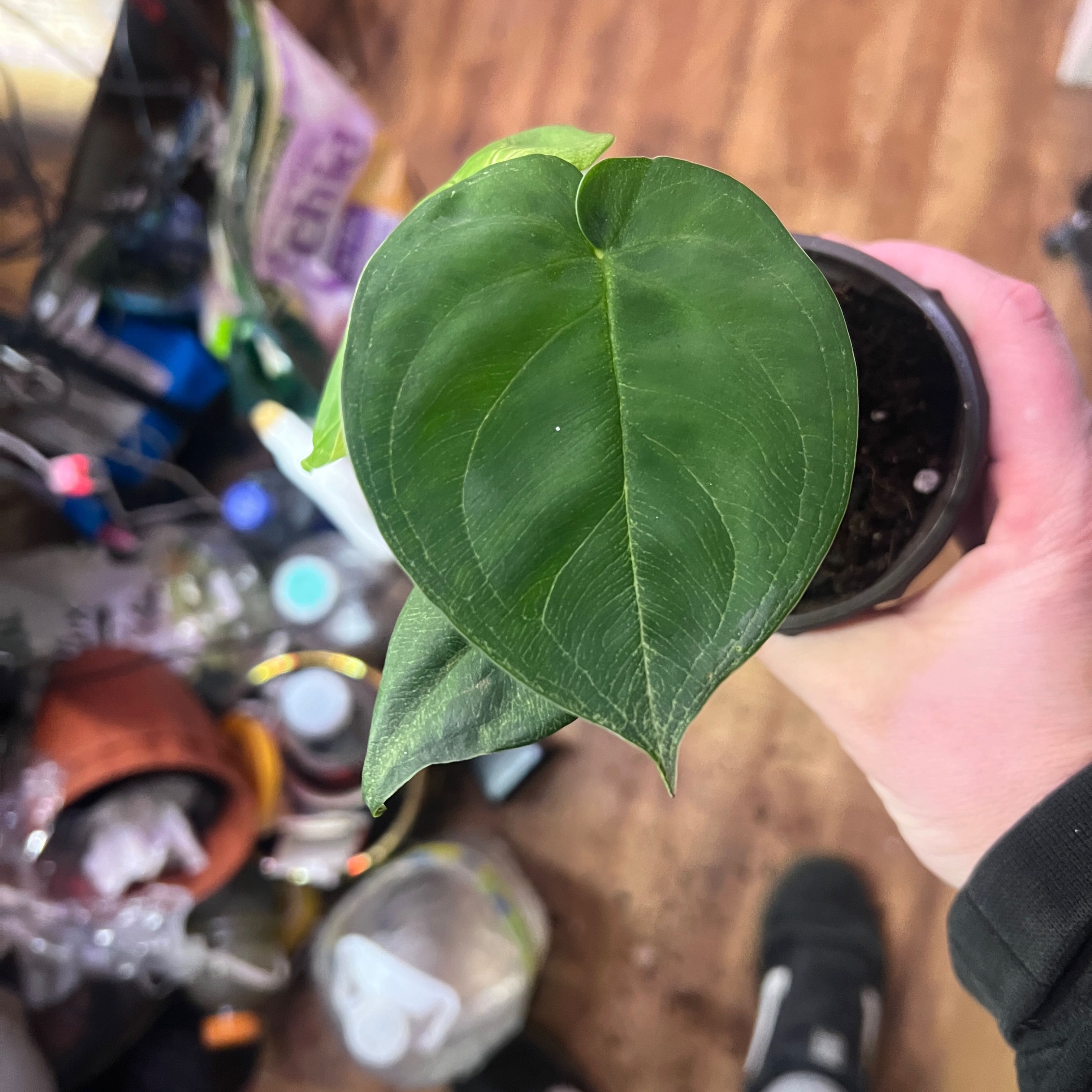 Photo of the plant species Frosted Heart Syngonium by @Mandolin named Mariah Carey on Greg, the plant care app