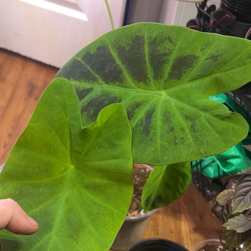 Photo of the plant species Colocasia 'Black Beauty' by @Mandolin named Michael Scott on Greg, the plant care app