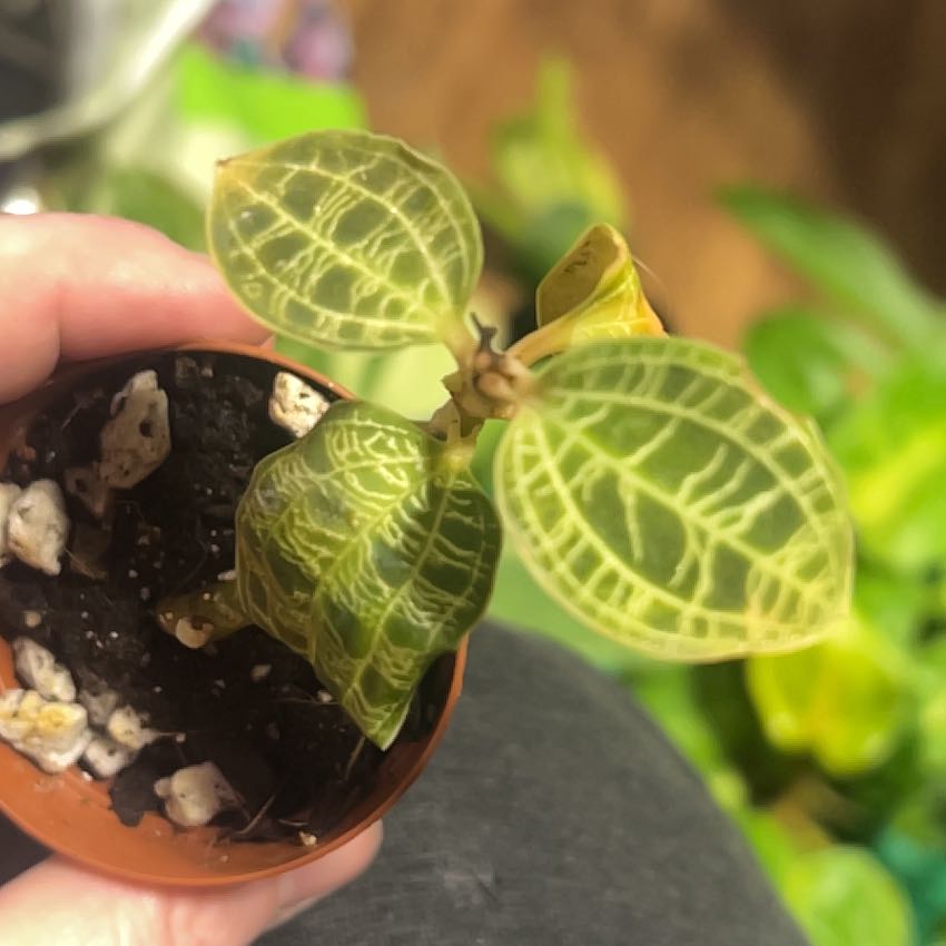 Photo of the plant species Green Jewel Orchid by @Mandolin named Mollie on Greg, the plant care app