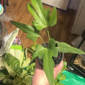 Photo of the plant species Anthurium podophyllum hybrid by @Mandolin named Fernie Mac on Greg, the plant care app