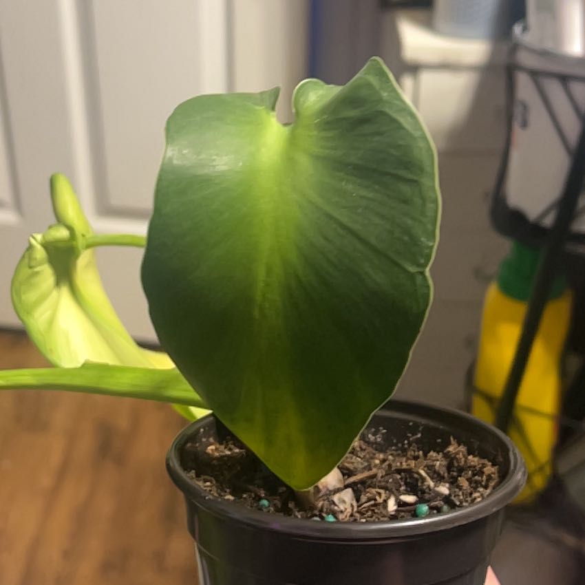 Photo of the plant species Pigskin Philodendron by @Mandolin named Huckleberry Fern on Greg, the plant care app