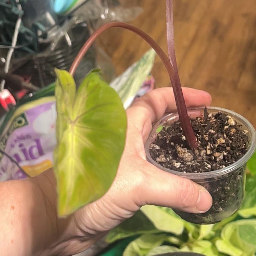 Photo of the plant species Waikiki by @Mandolin named Harmony on Greg, the plant care app