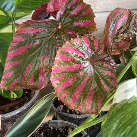 Photo of the plant species Exotica Begonia by @Mandolin named Achilles on Greg, the plant care app