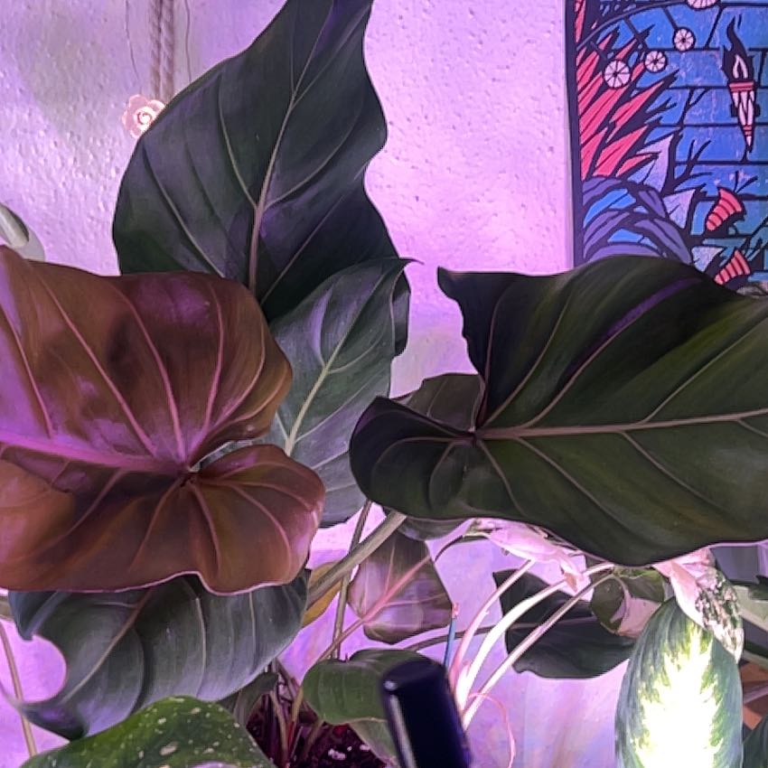 Photo of the plant species Philodendron 'Summer Glory' by @Mandolin named Bella on Greg, the plant care app