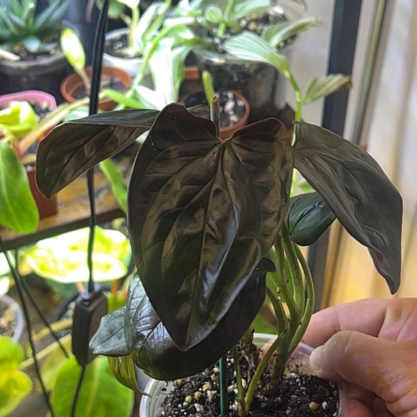 Photo of the plant species syngonium llano carti by @Mandolin named Planty on Greg, the plant care app
