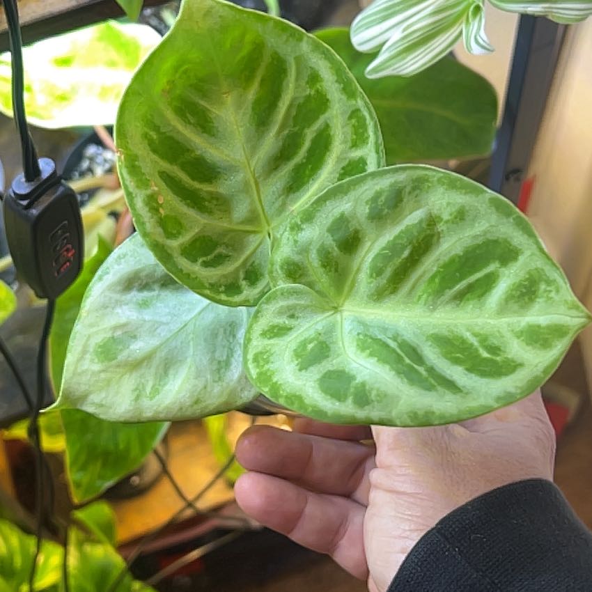 Photo of the plant species Anthurium Doriyaki by @Mandolin named Demi on Greg, the plant care app