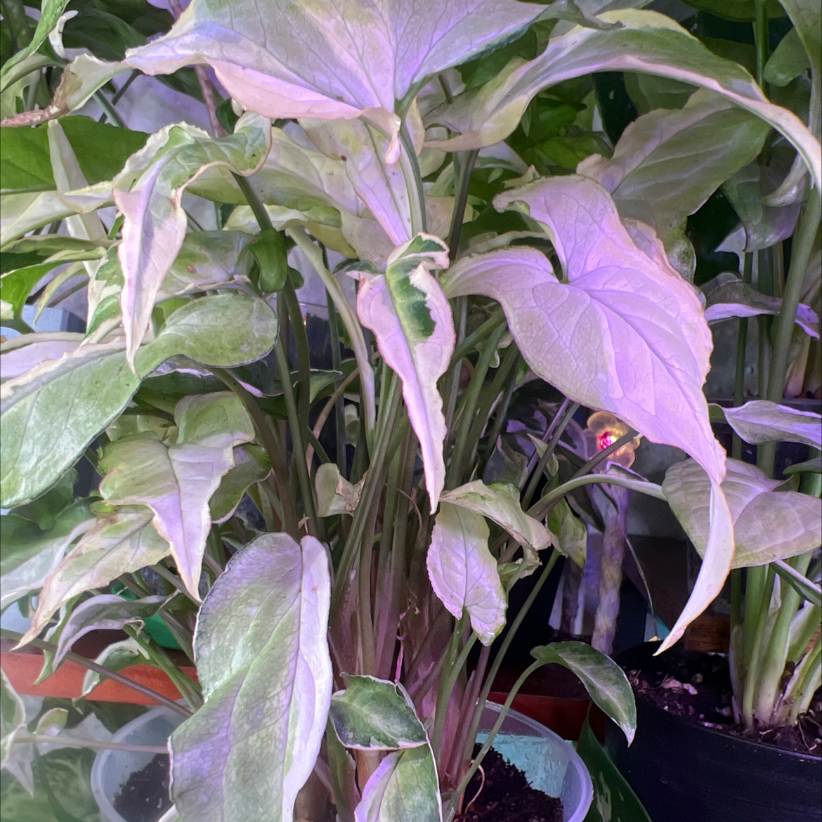 Photo of the plant species Syngonium Dwarf Variegata by @Mandolin named Missy Elliott on Greg, the plant care app