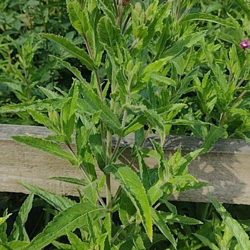 Photo of the plant species Codlins and Cream by @PetSunstar85 named Fernie Mac on Greg, the plant care app