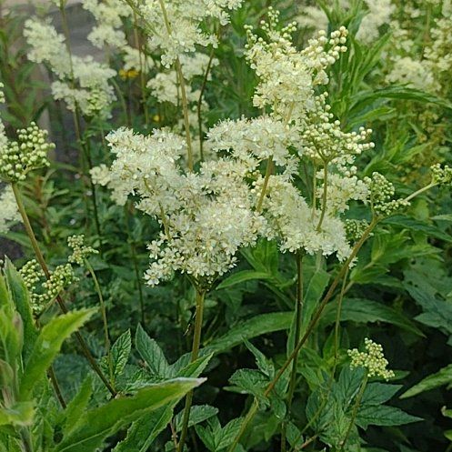 Photo of the plant species Filipendula Vulgaris by @PetSunstar85 named Mochi on Greg, the plant care app