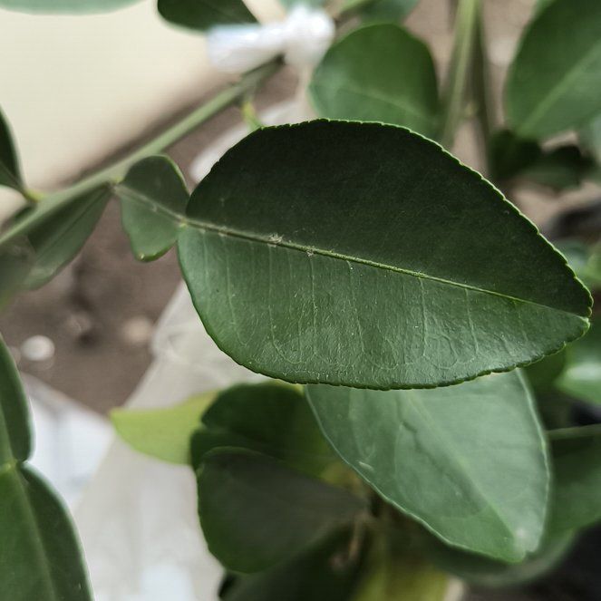 Photo of the plant species pomelo by @ExcellentBarley named Sir Plancelot on Greg, the plant care app