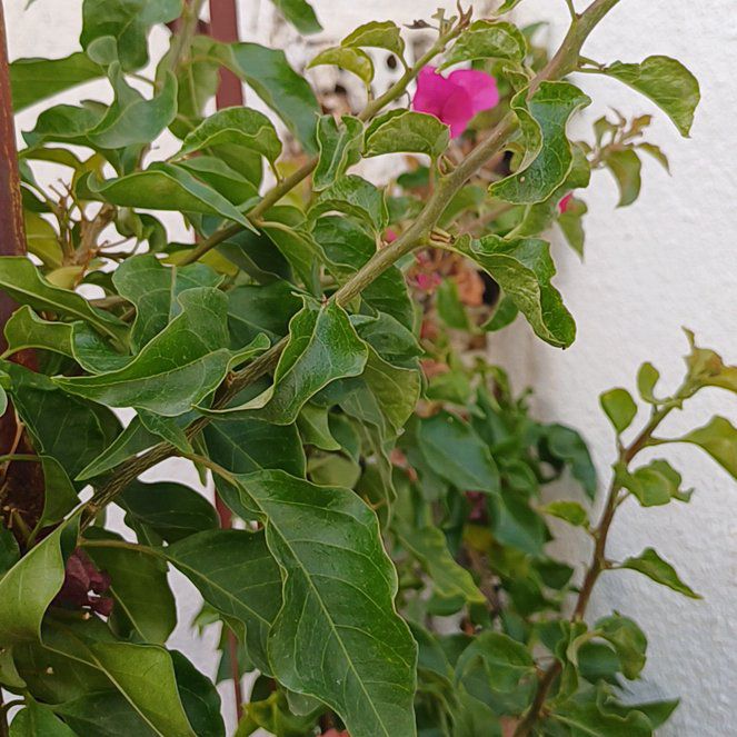 Photo of the plant species Torch Glow Bougainvillea by @FunWoodruff92 named Baby Isabella on Greg, the plant care app