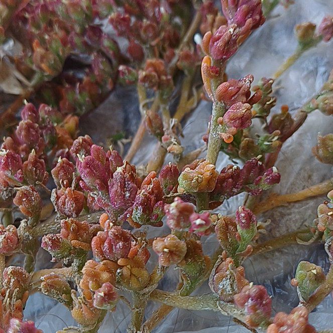 Photo of the plant species Slenderleaf Iceplant by @FunWoodruff92 named Baby Kape on Greg, the plant care app