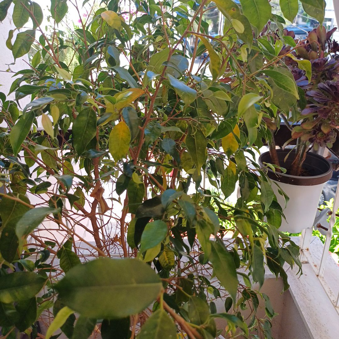 Photo of the plant species Ficus Barok by @FunWoodruff92 named Baby Benjamin on Greg, the plant care app