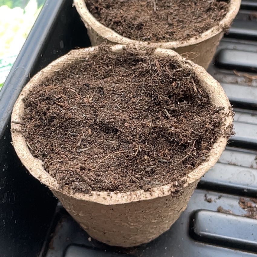 Photo of the plant species Cauliflower by @MovingMint29 named Kobe on Greg, the plant care app