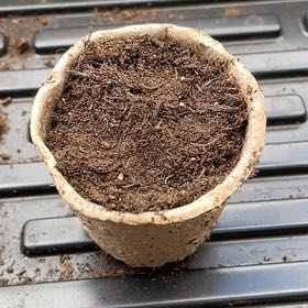 Photo of the plant species Cauliflower by @MovingMint29 named Osmo on Greg, the plant care app