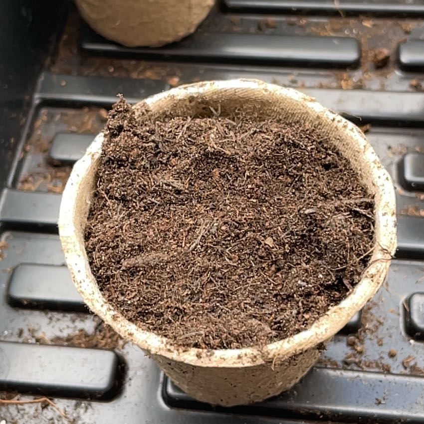 Photo of the plant species Cauliflower by @MovingMint29 named Pax on Greg, the plant care app