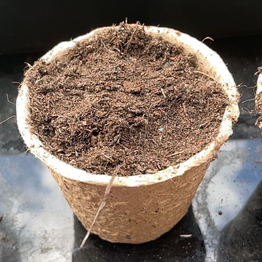 Photo of the plant species Cauliflower by @MovingMint29 named Diana on Greg, the plant care app