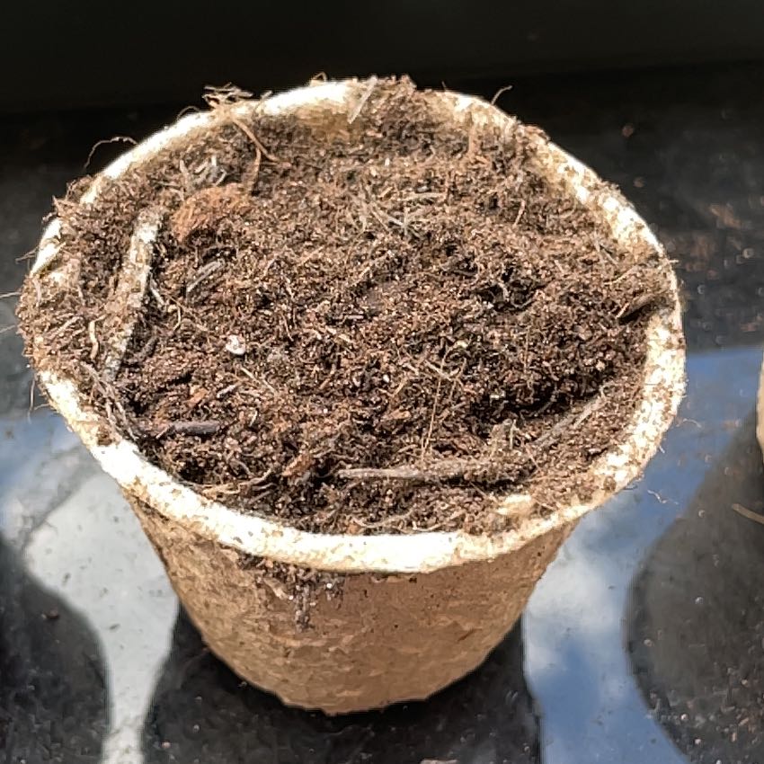 Photo of the plant species Cauliflower by @MovingMint29 named Daphne on Greg, the plant care app